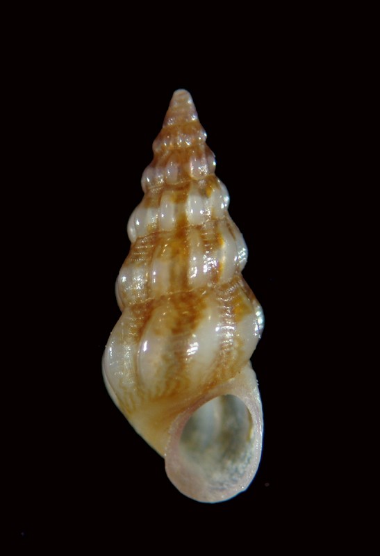 Rissoidae genere Rissoa